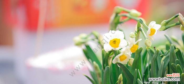 探索水仙花背后的意义 水仙花花语