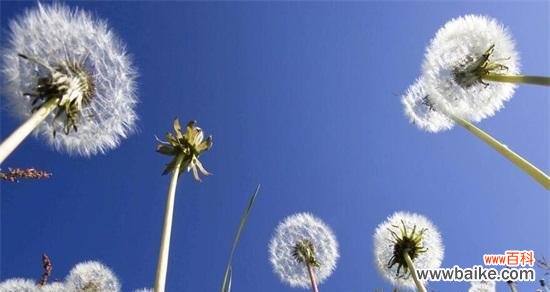 探寻蒲公英的神秘面纱 蒲公英的花语与传说