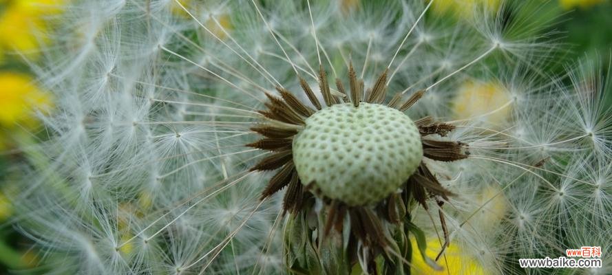 探寻蒲公英的神秘面纱 蒲公英的花语与传说