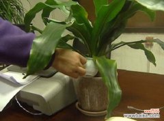 淘米水怎么浇花：用淘米水浇花之前要先发酵