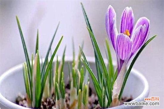 藏红花的繁殖方法:分球繁殖和播种繁殖