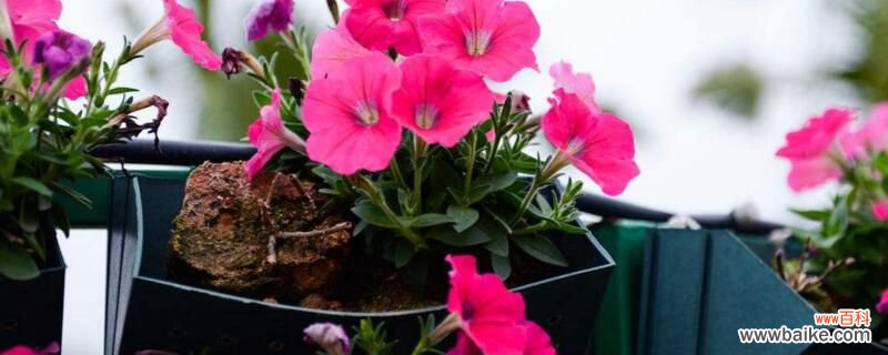 藏红花的繁殖方法:分球繁殖和播种繁殖