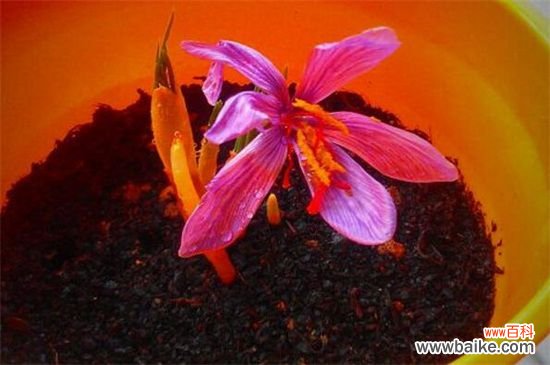 藏红花的繁殖方法:分球繁殖和播种繁殖