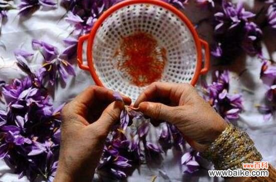 藏红花的功效与作用及禁忌,提高免疫力还美容养颜但要适量