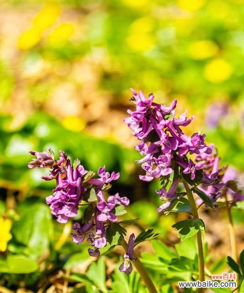 揭开紫堇花语的隐秘面纱 紫堇花语与传说的神秘力量