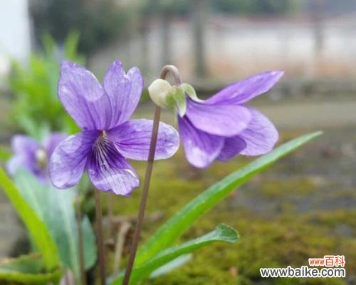 揭开紫花地丁的花语之谜与寓意解读 紫花地丁的花语与寓意