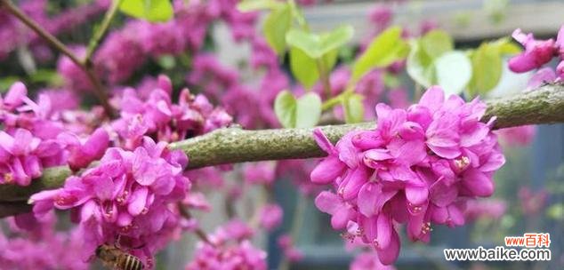 探索紫堇花的花语与象征意义 紫堇花的花语及其意义