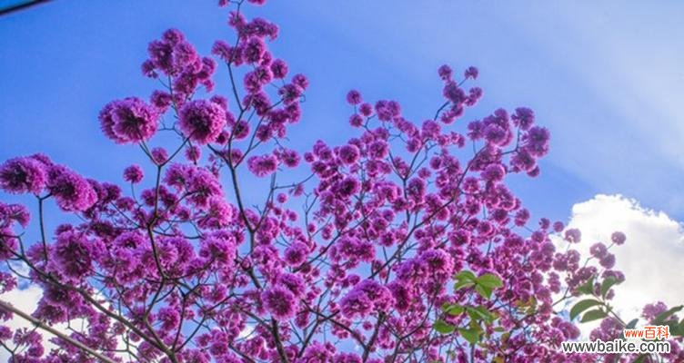 揭秘紫花风铃木的花语及其寓意 紫花风铃木的花语与美丽