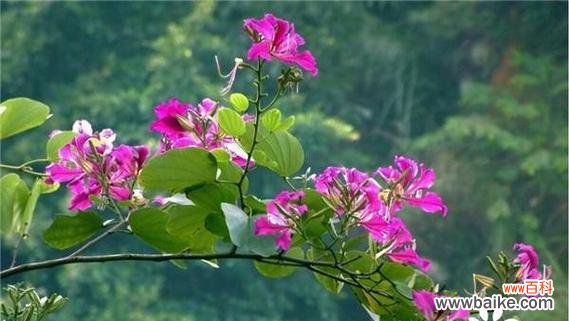 探索紫荆花的丰富寓意与花语 紫荆花