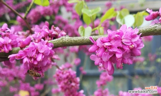探寻宫粉紫荆花所代表的情感和价值观 宫粉紫荆花的花语与象征意义