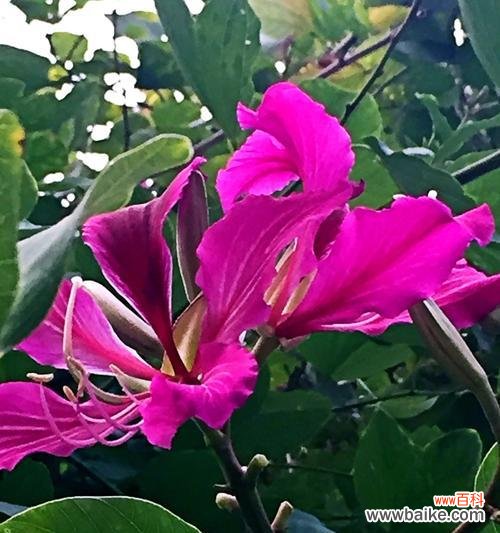 探寻宫粉紫荆花所代表的情感和价值观 宫粉紫荆花的花语与象征意义