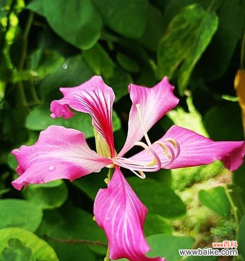 追寻紫荆花的神秘力量与象征意义 紫荆花之传说与花语