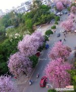 追寻紫荆花的神秘力量与象征意义 紫荆花之传说与花语