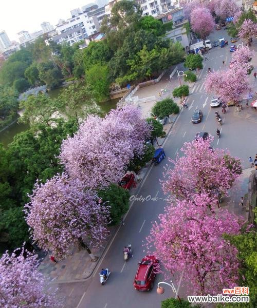 追寻紫荆花的神秘力量与象征意义 紫荆花之传说与花语