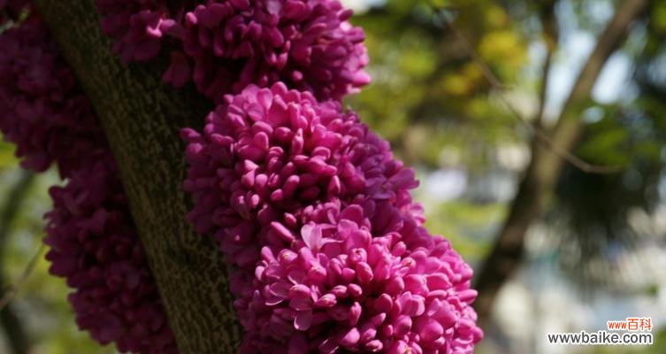 追寻紫荆花的神秘力量与象征意义 紫荆花之传说与花语
