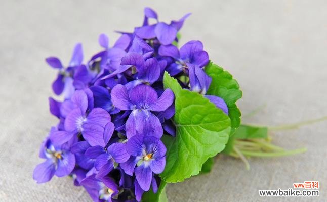 揭秘紫罗兰花的寓意与神话 紫罗兰的花语与传说