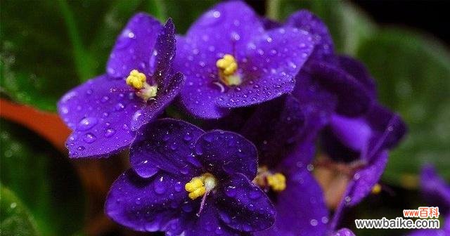 揭秘紫罗兰花的寓意与神话 紫罗兰的花语与传说