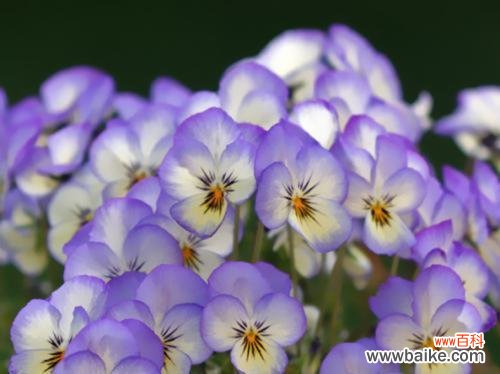 探索紫罗兰所传达的情感和象征意义 紫罗兰的花语与寓意