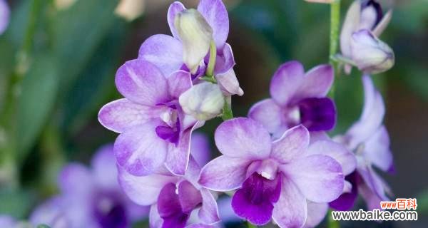 揭示紫罗兰花的内涵及其在文化中的地位与作用 紫罗兰花的寓意与象征意义