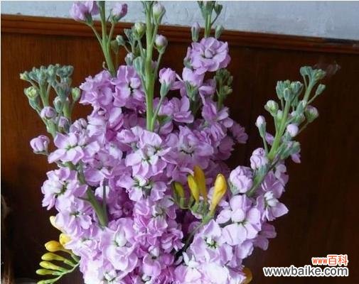 探索紫罗兰的隐含信息 紫罗兰花语的含义与象征