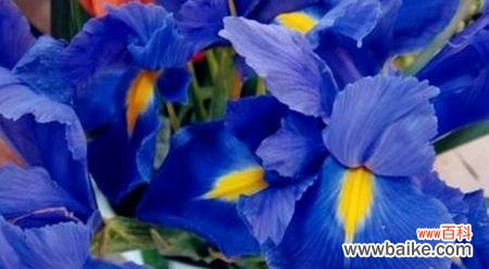 探索紫罗兰的隐含信息 紫罗兰花语的含义与象征