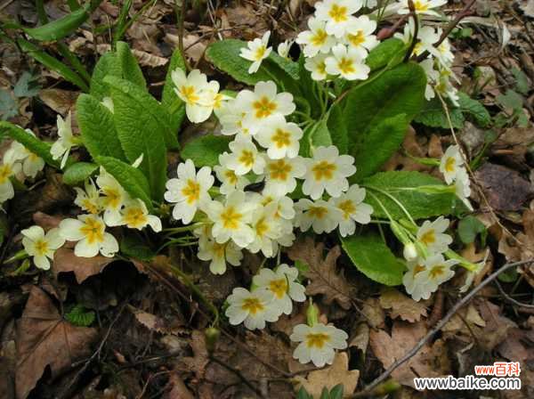 报春花病害防治
