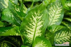 花叶万年青叶子发软怎么办