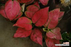 如意皇后叶片发黄怎么办