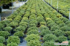 杜鹃花病害及防治办法