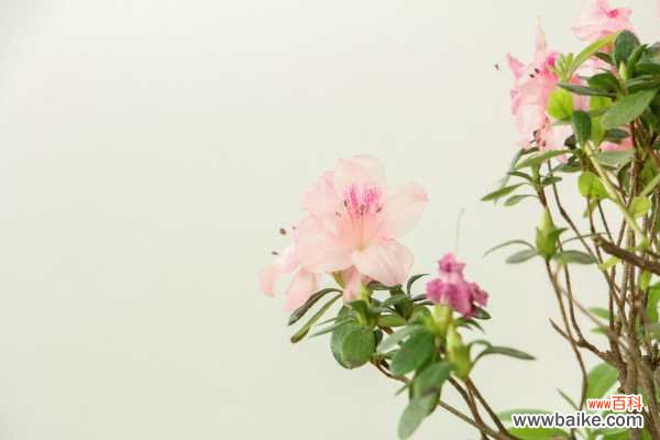 杜鹃花病害及防治办法