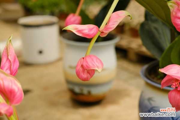 宝莲灯的叶子发黄怎么办