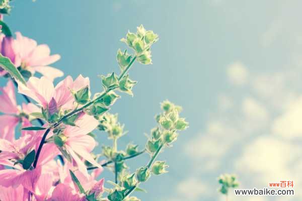 木槿的病害防治