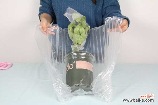 茶花的主要病害及其防治