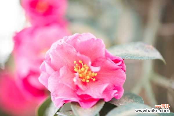 茶花的主要病害及其防治