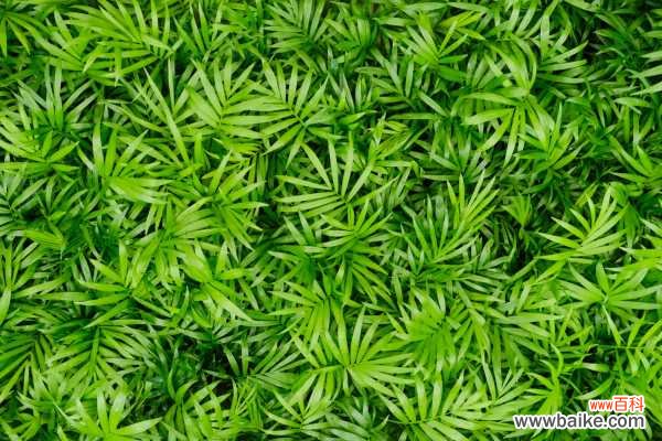 袖珍椰子的叶子干枯怎么办