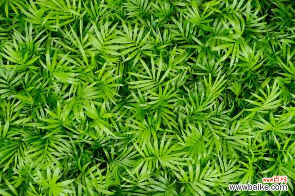 袖珍椰子的叶子干枯怎么办