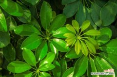 鹅掌柴 鸭脚木病害及防治方法