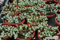 碧玉莲叶子发黄变软怎么办