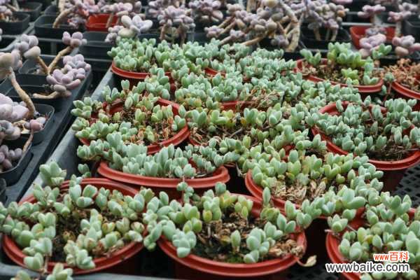 碧玉莲叶子发黄变软怎么办