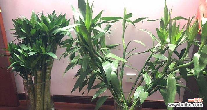 富贵竹象征着什么?富贵竹的意义有哪些?