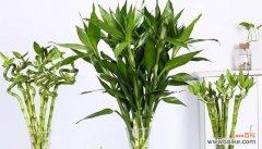 富贵竹的象征意义是什么？它在风水中扮演什么角色？