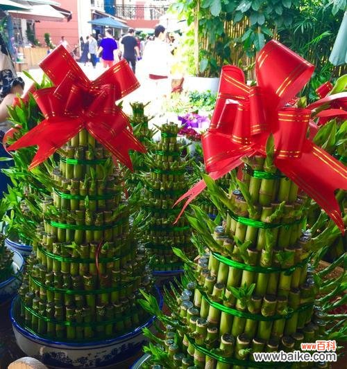 富贵竹的寓意是什么？如何用它来改善风水？