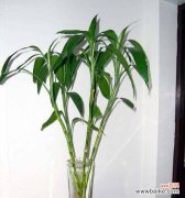 富贵竹的寓意是什么？如何用它来改善风水？