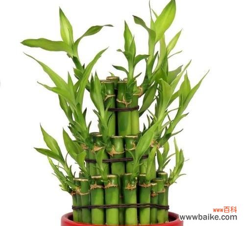 富贵竹的风水意义是什么?摆放有哪些禁忌?
