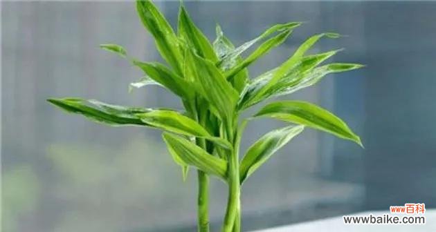 富贵竹的风水意义是什么?摆放有哪些禁忌?