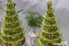 富贵竹的风水意义是什么？摆放有哪些禁忌？