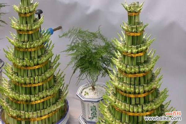 富贵竹的风水意义是什么?摆放有哪些禁忌?