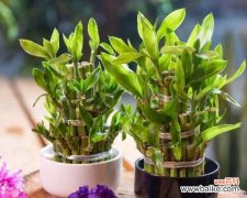 富贵竹风水寓意是什么？它有哪些作用？