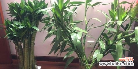 富贵竹开花预示着什么意思?富贵竹开花的含义是什么?