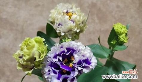 鸽子花的花语含义是什么？如何正确理解鸽子花的象征意义？